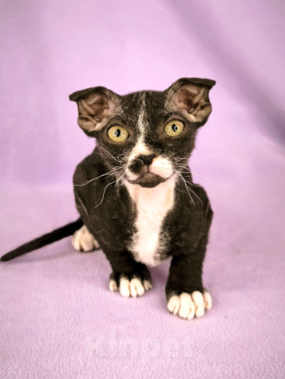 Кошки в Москве: Украинский левкой чистопродный.  Мальчик, Бесплатно - фото 5