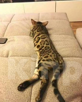 Кошки в Москве: Бенгальские котята Мальчик, 15 000 руб. - фото 10