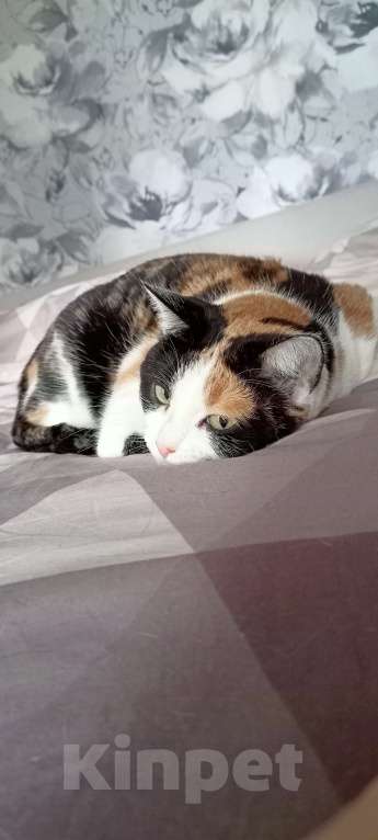 Кошки в Екатеринбурге: Дашка Девочка, Бесплатно - фото 8