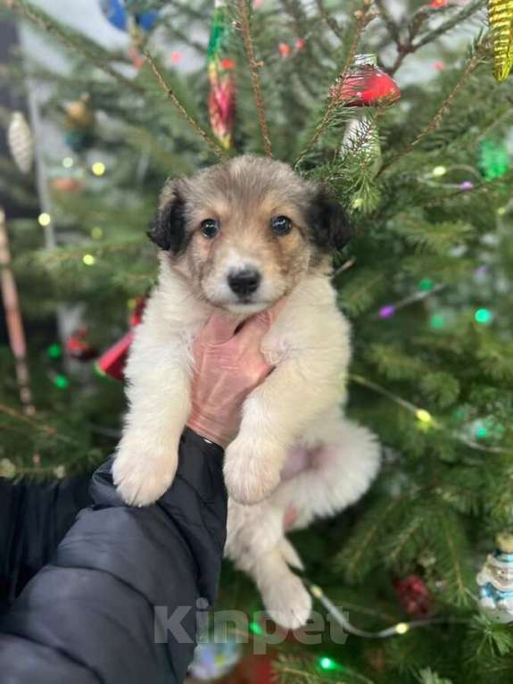 Собаки в Москве: Чудесная малышка Снежа ищет дом. В добрые руки. Девочка, Бесплатно - фото 6