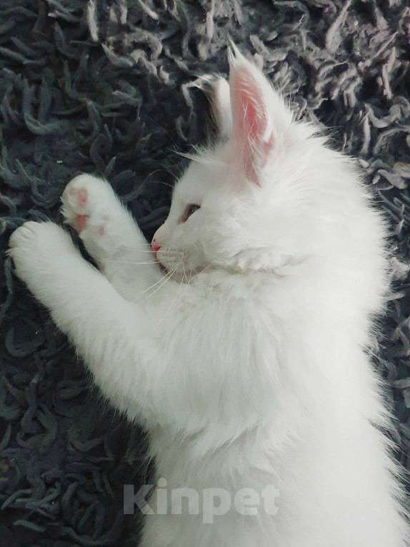 Кошки в Москве: Мейн-кун котёнок Девочка, 14 870 руб. - фото 3