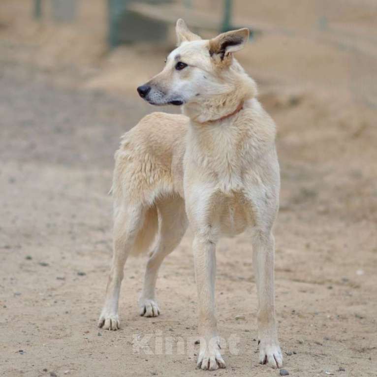 Собаки в Москве: Мишель Девочка, Бесплатно - фото 4