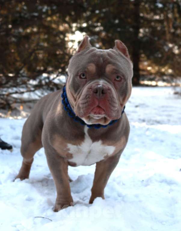 Собаки в Черногорске: Кобель на вязку Мальчик, 100 000 руб. - фото 3