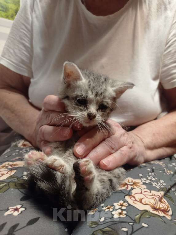 Кошки в Санкт-Петербурге: Рысёнок Девочка, Бесплатно - фото 6