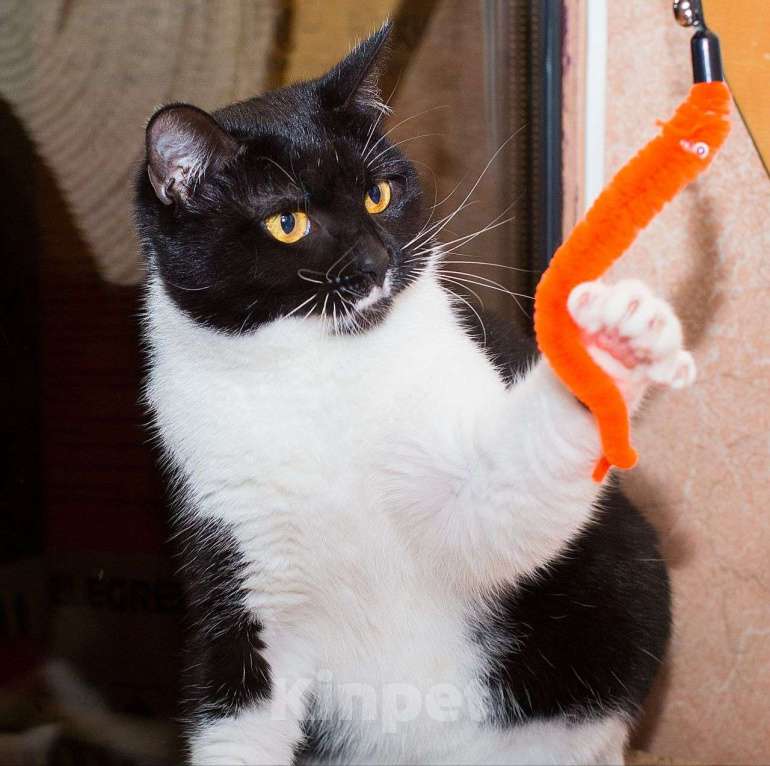 Кошки в Москве: Черно-белая кошечка Николь ищет дом!  Девочка, Бесплатно - фото 3