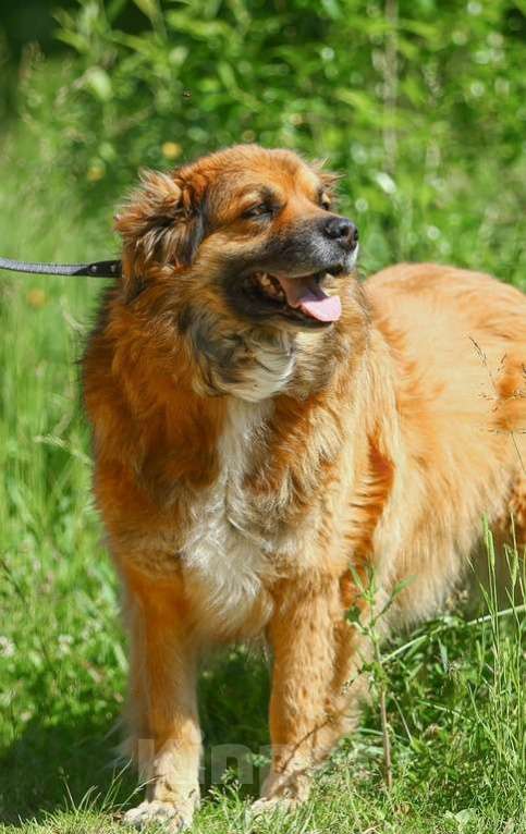 Собаки в Москве: Буран. самый потрясающий пес Мальчик, 1 руб. - фото 2