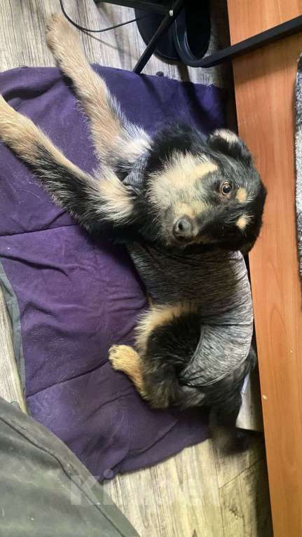 Собаки в Шатуре: Вишня и малинка  Девочка, Бесплатно - фото 8