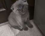 Кошки в Уссурийске: Продам шотландского вислоухого котенка  Девочка, 5 111 руб. - фото 2