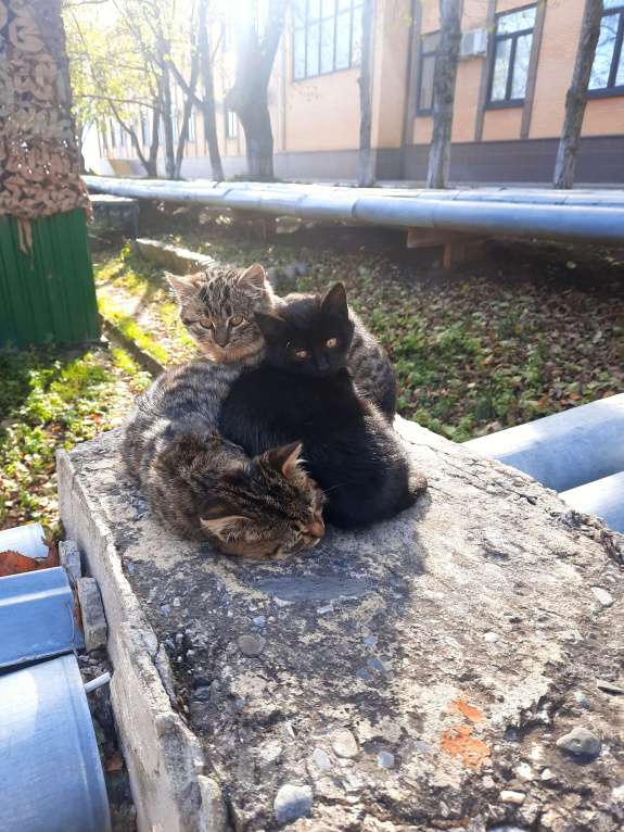 Кошки в Краснодаре: Бусенки Девочка, Бесплатно - фото 1