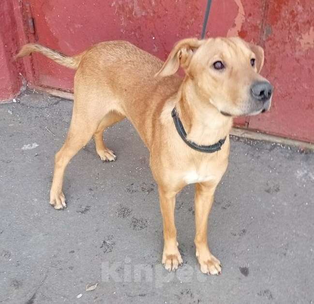 Собаки в Москве: Рыжая Полли в дар Девочка, Бесплатно - фото 2