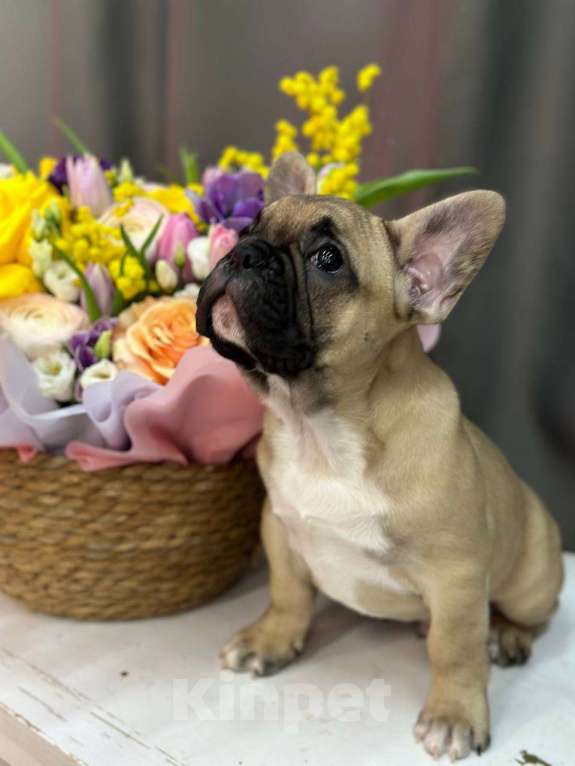 Собаки в Москве: Французский бульдог Мальчик, 55 000 руб. - фото 7