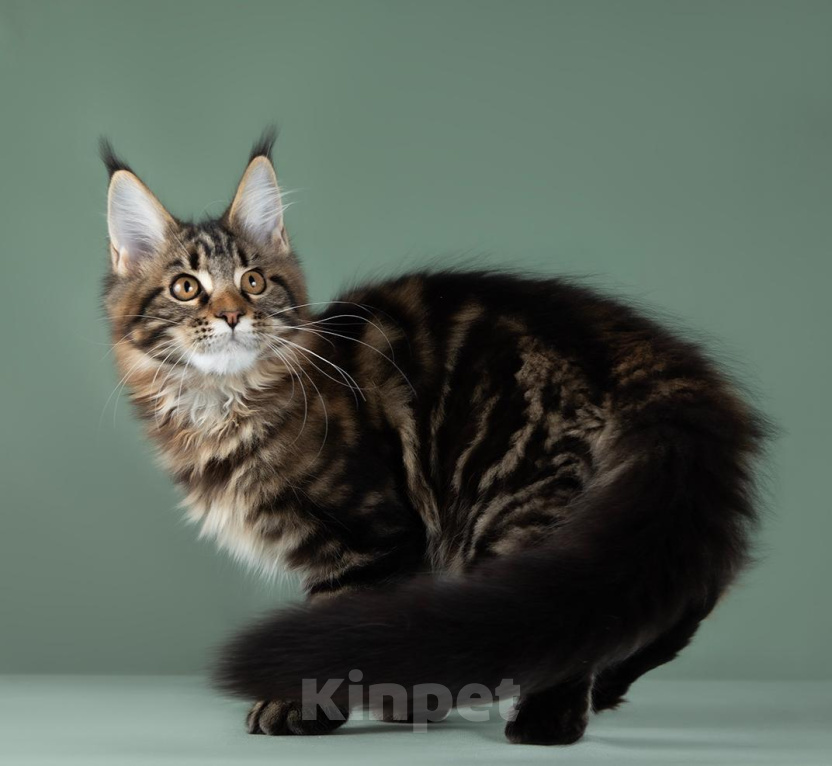 Кошки в Видном: Она тигровая, куняша клёвая! Девочка, 50 000 руб. - фото 6
