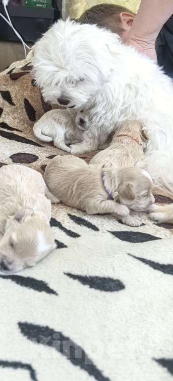 Собаки в Тюмени: Мальтипу f1 Девочка, 90 000 руб. - фото 7