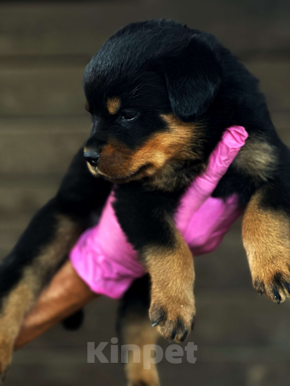 Собаки в Воронеже: Щенки ротвейлера продажа Девочка, Бесплатно - фото 1