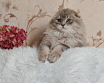Кошки в Москве: Длинношерстный шотландский мальчик Мальчик, 65 000 руб. - фото 1
