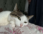 Кошки в Самаре: Потерялась кошка  Девочка, 100 руб. - фото 2