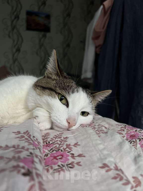 Кошки в Самаре: Потерялась кошка  Девочка, 100 руб. - фото 2