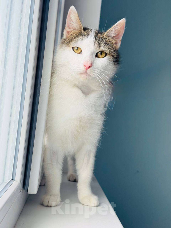 Кошки в Москве: Нежная Лизавета мечтает о доме Девочка, Бесплатно - фото 3