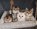 Кошки в Москве: Породистые шотландские котята Мальчик, 70 000 руб. - фото 2