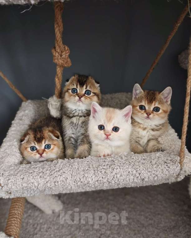 Кошки в Москве: Породистые шотландские котята Мальчик, 70 000 руб. - фото 2