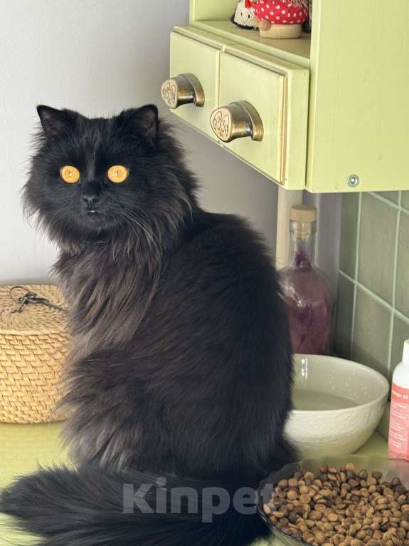 Кошки в Москве: Ласковая кошечка ищет дом Девочка, Бесплатно - фото 1