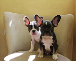 Собаки в Курске: Французский бульдог, цветной Мальчик, 75 000 руб. - фото 3