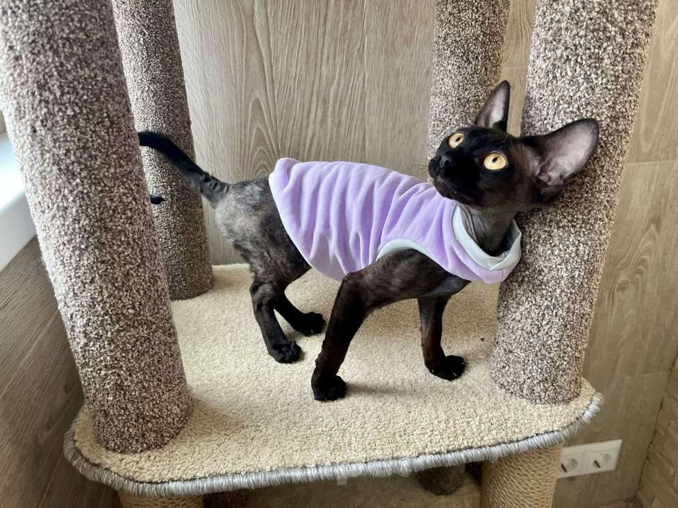 Кошки в Москве: Девон Рекс девочка шикарная  Девочка, 35 000 руб. - фото 7