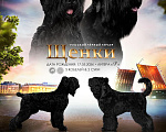 Собаки в других городах Ленинградской области: Русский Черный Терьер Мальчик, 90 000 руб. - фото 1