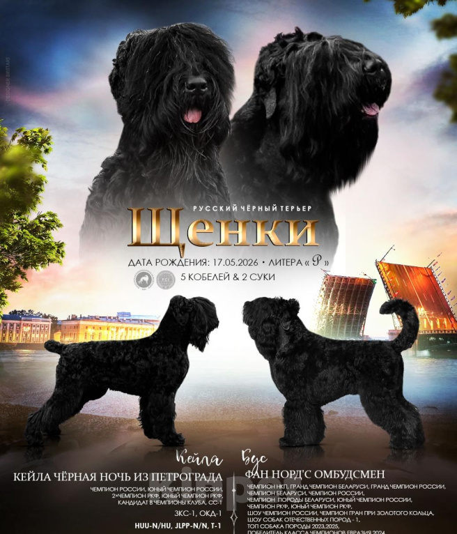 Собаки в других городах Ленинградской области: Русский Черный Терьер Мальчик, 90 000 руб. - фото 1