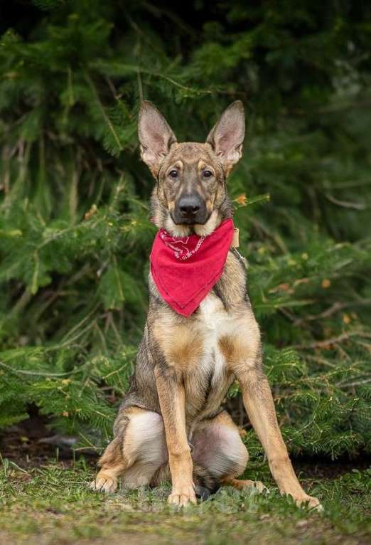 Собаки в Санкт-Петербурге: ИЩУ ЗАБОТЛИВУЮ СЕМЬЮ ДЛЯ СОВМЕСТНОЙ ЖИЗНИ В РАДОСТИ И В ГОРЕ! Мальчик, Бесплатно - фото 2