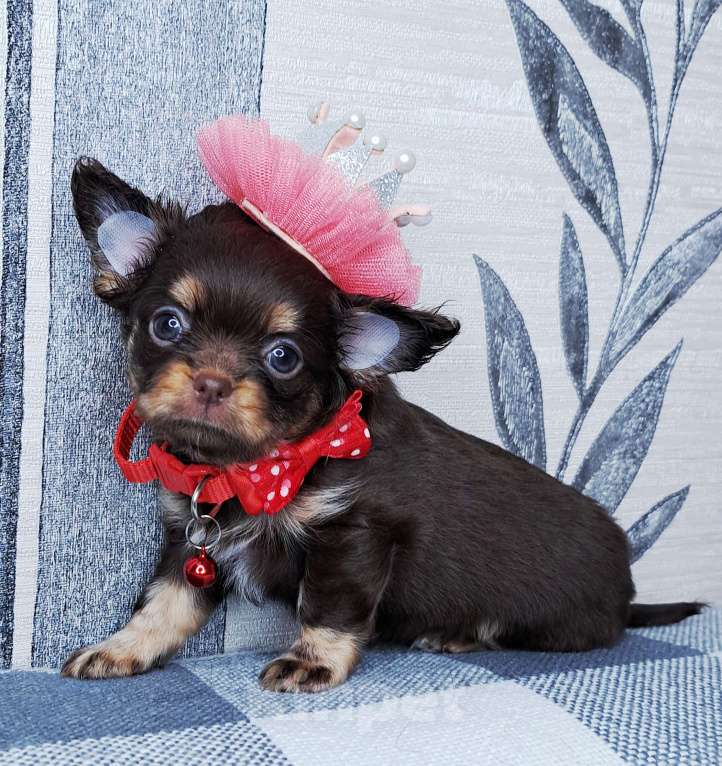 Собаки в Москве: Щенок чихуахуа Девочка, 65 000 руб. - фото 1