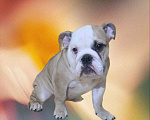 Собаки в Санкт-Петербурге: Щенок английского бульдога Мальчик, Бесплатно - фото 2