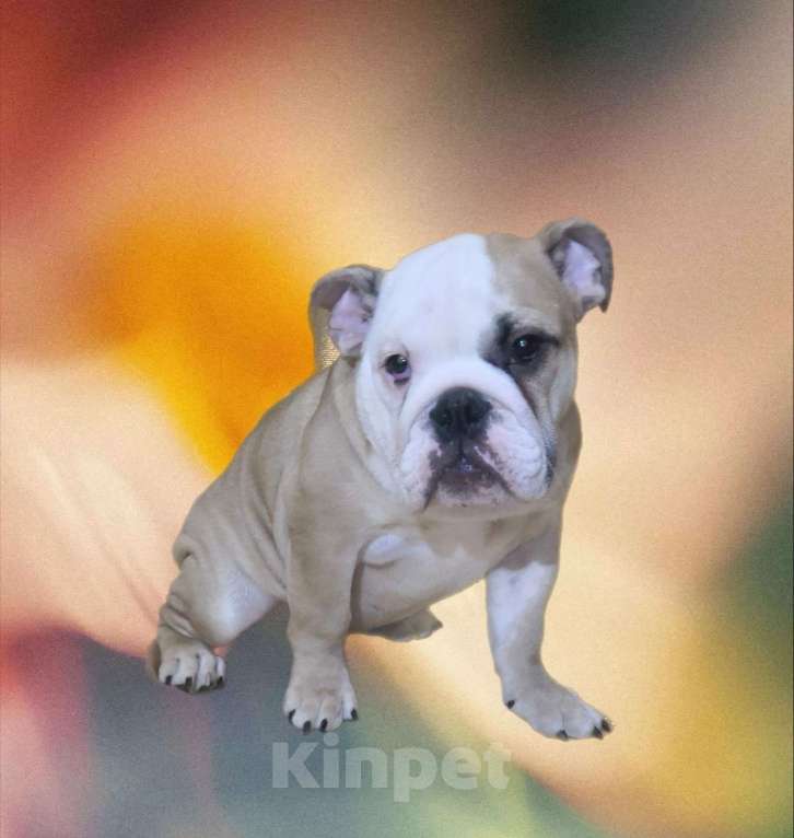 Собаки в Санкт-Петербурге: Щенок английского бульдога Мальчик, Бесплатно - фото 2