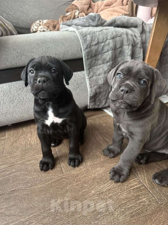 Собаки в других городах Московской области: Щенки кане-корсо Девочка, 45 000 руб. - фото 9