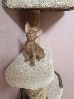 Ориентальные котята