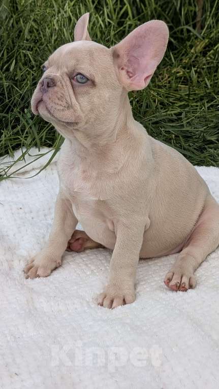 Собаки в других городах Крыма: Французский бульдог щенок в редком окрасе Мальчик, 120 000 руб. - фото 4