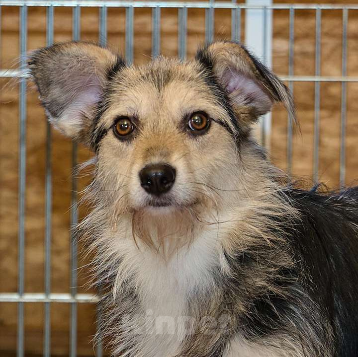 Собаки в Москве: Красотка Динка ищет семью Девочка, 10 руб. - фото 3