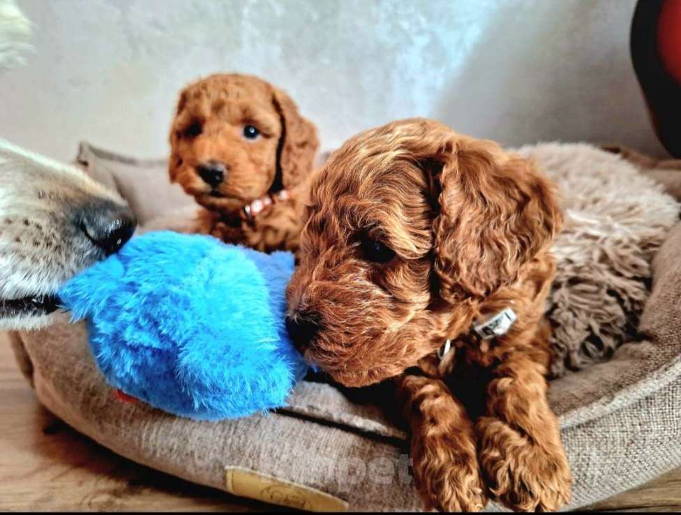 Собаки в Тюмени: Карликовый пудель  Мальчик, 55 руб. - фото 1