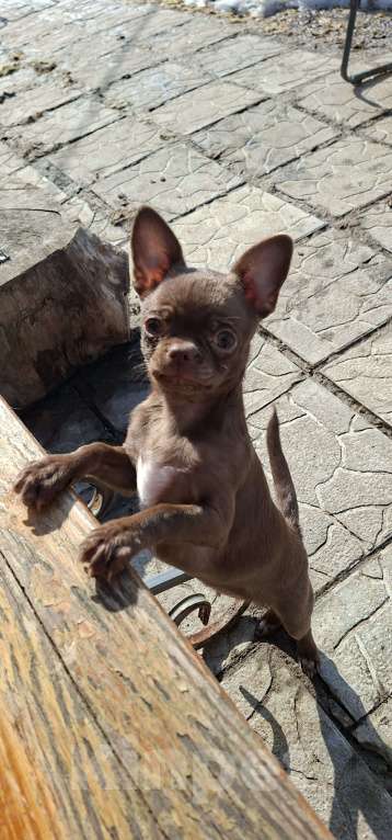 Собаки в других городах Калужской области: Шоколадная девочка Девочка, 65 000 руб. - фото 7