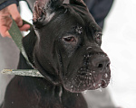 Собаки в Волоколамске: Кане Корсо щенок Девочка, 50 000 руб. - фото 3