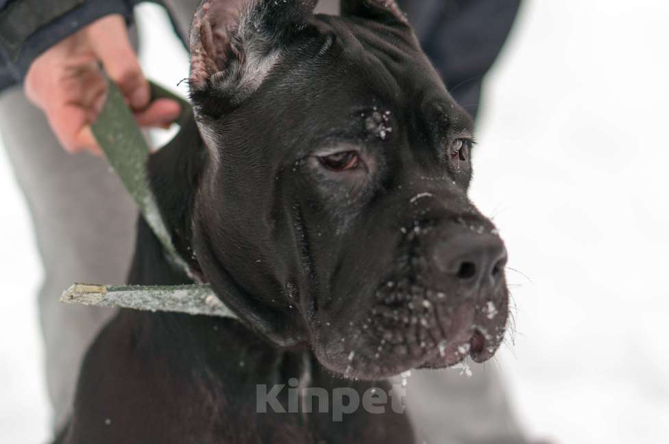 Собаки в Волоколамске: Кане Корсо щенок Девочка, 50 000 руб. - фото 3