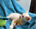 Кошки в Санкт-Петербурге: Маленький бело-карамельный котенок ищет дом Мальчик, Бесплатно - фото 6