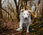 Собаки в Москве: Кьяра ищет дом Девочка, Бесплатно - фото 1