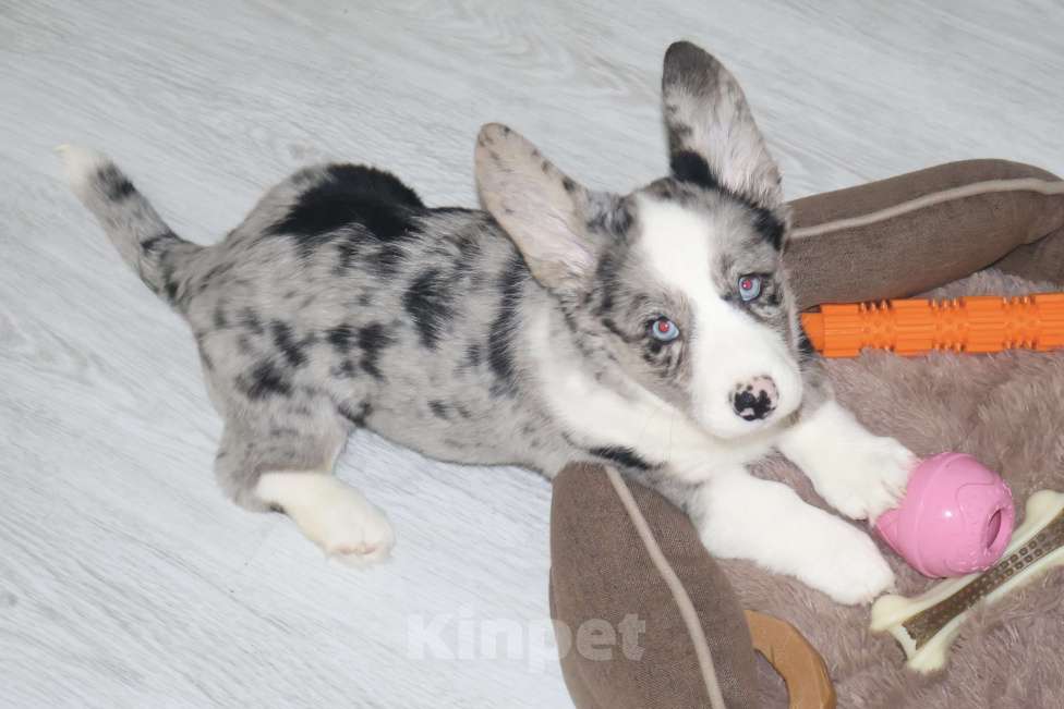 Собаки в Санкт-Петербурге: Продается Вельш Корги Кардиган, щенок Девочка, 80 000 руб. - фото 3