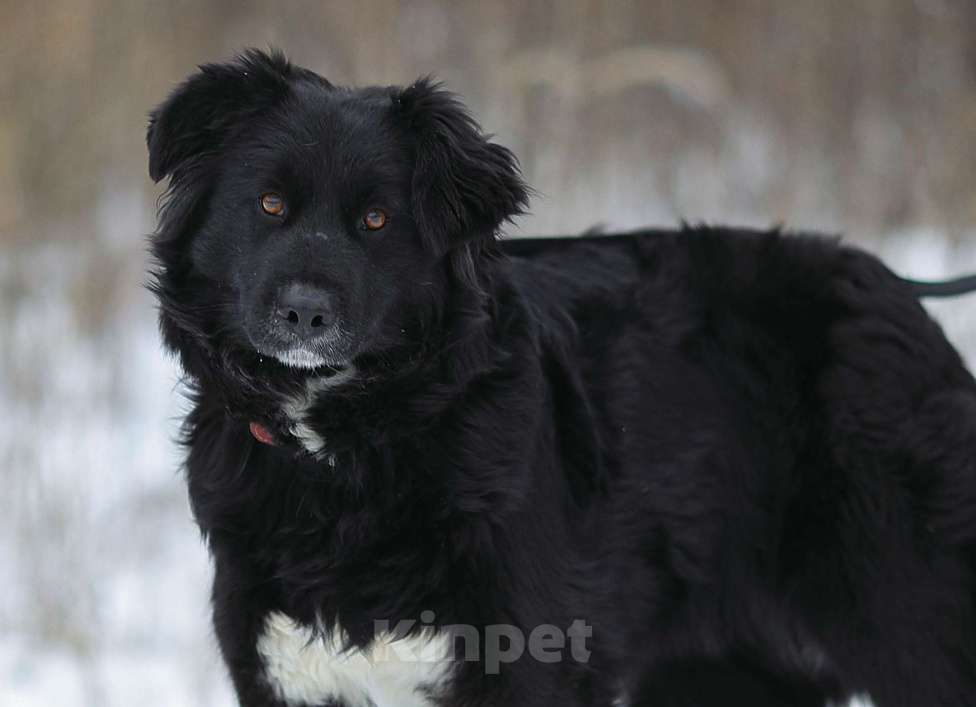 Собаки в Москве: Злата, идеальная для квартиры собака Девочка, Бесплатно - фото 5