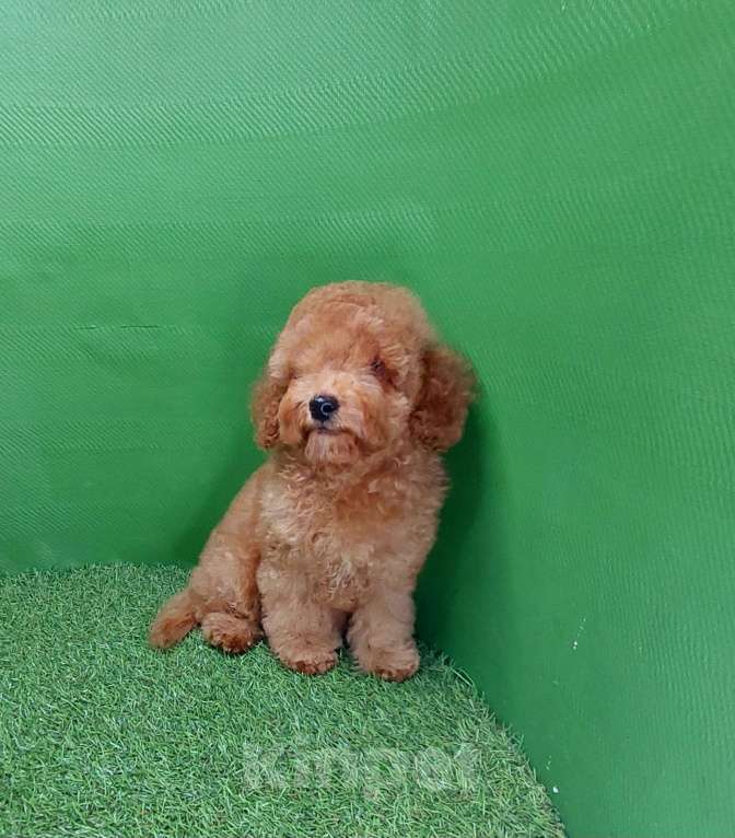 Собаки в других городах Московской области: Шикарный рыжий мальчик Тобби. Мальчик, 100 000 руб. - фото 8