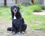Собаки в Москве: Особенная собака Боцман с пулями в добрые руки Девочка, 111 руб. - фото 4