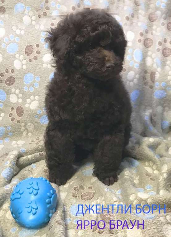 Собаки в Долгопрудном: Пуделя щенок миниатюрный коричневый мальчик Ярро Браун Мальчик, 100 000 руб. - фото 3