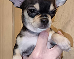 Собаки в Москве: Щенок чихуахуа мальчик Мальчик, 50 000 руб. - фото 2