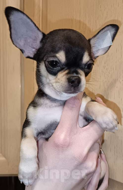 Собаки в Москве: Щенок чихуахуа мальчик Мальчик, 50 000 руб. - фото 2